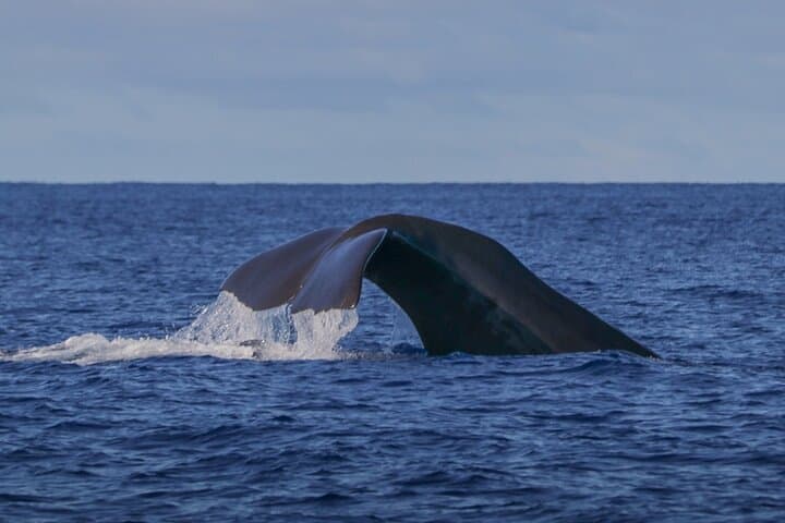 Terceira Island Whale Watching and Swimming with Dolphins — Azores Boat Adventure photo 6