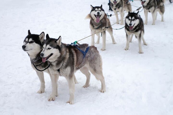 Husky Dog Sledding Near Riga — 3 km Musher Experience photo 3