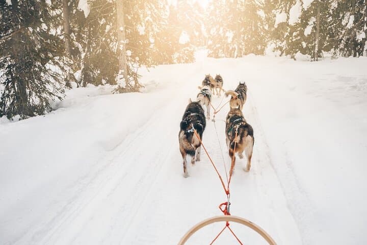 Husky Dog Sledding Near Riga — 3 km Musher Experience photo 2