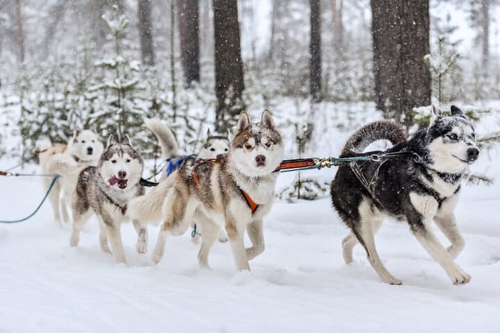 Husky Dog Sledding Near Riga — 3 km Musher Experience