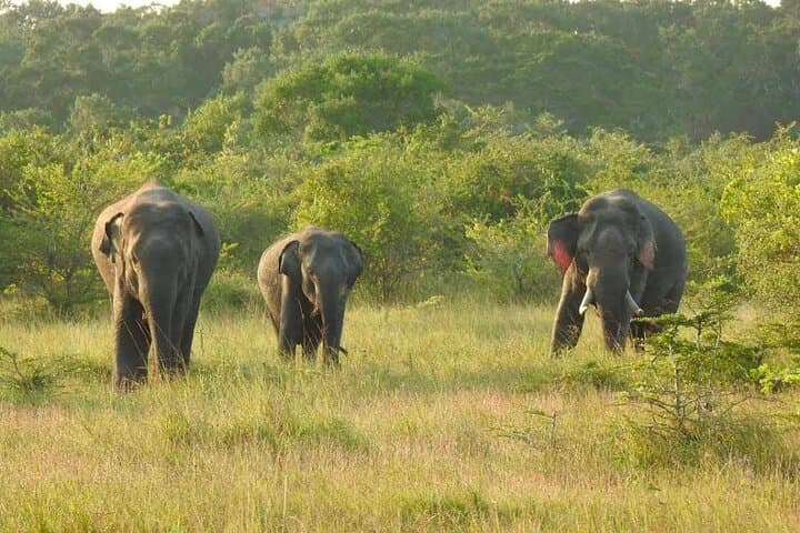 7-Day Sri Lanka Adventure and Culture Tour — Sigiriya, Kandy & Hill Country Highlights photo 5