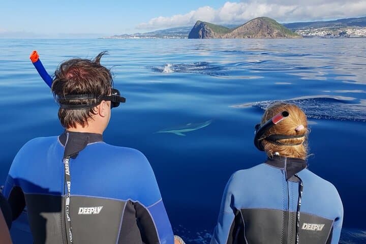 Terceira Island Dolphin Swim and Azores Snorkeling Adventure