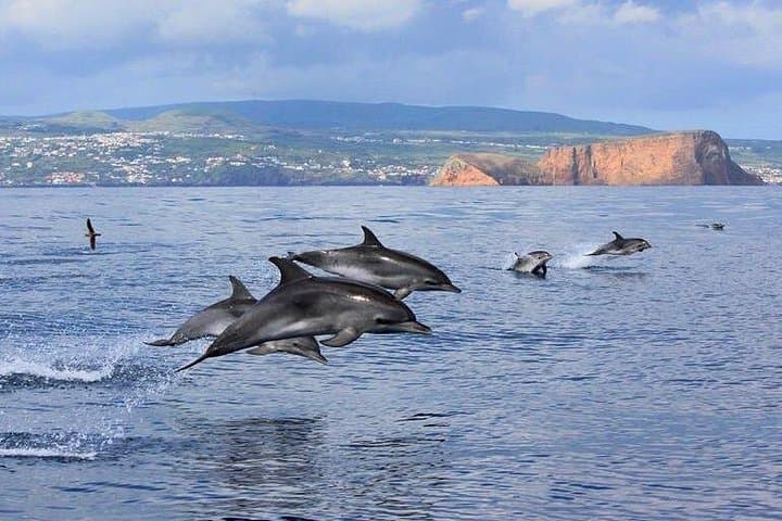 Terceira Island Dolphin Swim and Azores Snorkeling Adventure photo 4