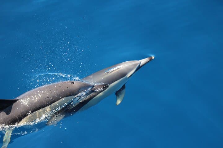 Terceira Private Whale Watching and Dolphin Swim — Azores Marine Encounter photo 2
