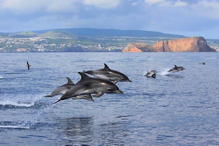 Terceira Whale Watching & Dolphin Swim at Ilhéus das Cabras