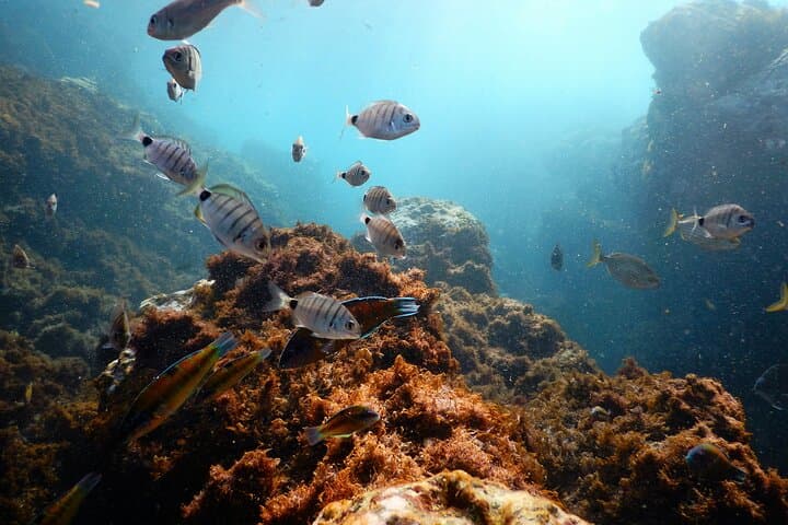 Terceira Island Whale Watching, Ilhéus das Cabras & Snorkeling Adventure photo 3