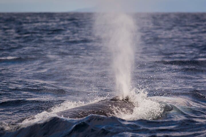 Terceira Whale Watching & Dolphin Swim at Ilhéus das Cabras photo 2