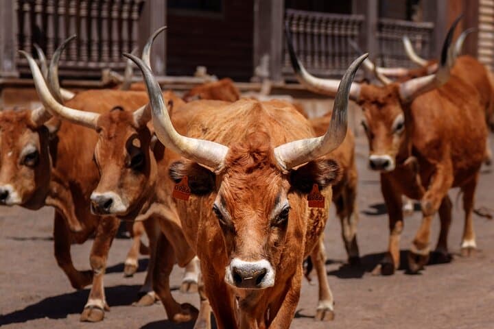 Sioux City Park Gran Canaria: Wild West Shows, Animal Farm & Visitor Guide photo 3