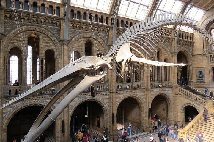 Highlights Guided Tour of London's Natural History Museum