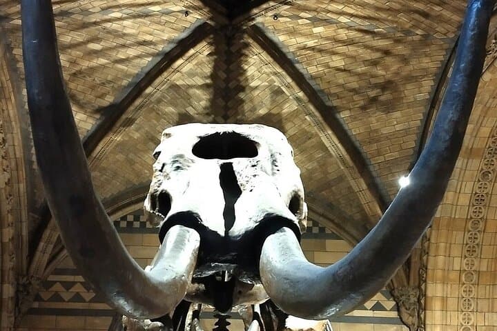 Private Natural History Museum Tour London — Dinosaurs, Gems & Space Rocks photo 3
