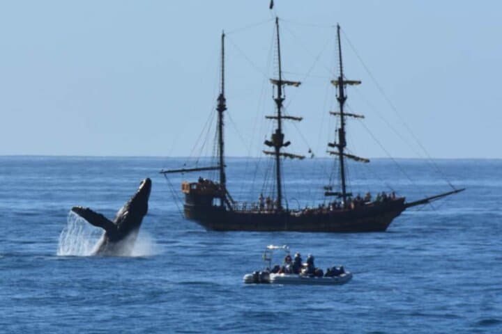 Pirate Hunt Snorkel Cruise in Cabo San Lucas — Breakfast & Lunch Tours photo 5