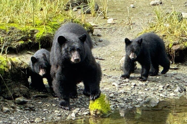 Ketchikan Tongass Rainforest Wildlife Tour: Bears, Eagles & Salmon