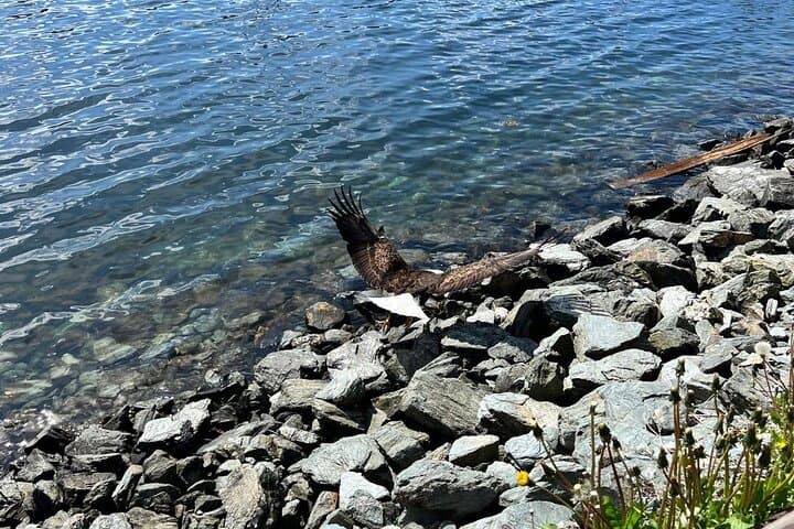 Ketchikan Tongass Rainforest Wildlife Tour: Bears, Eagles & Salmon photo 2