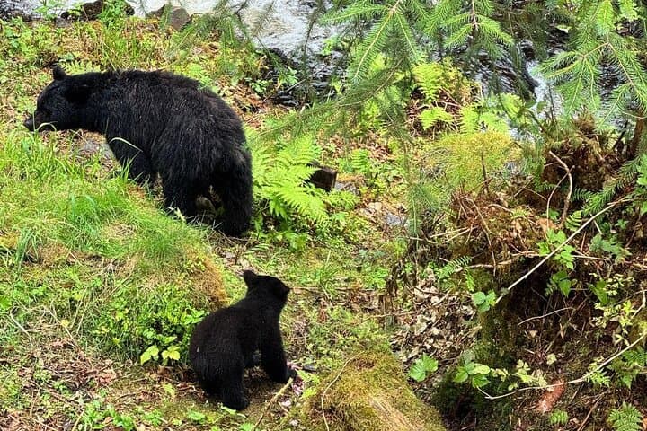 Ketchikan Tongass Rainforest Wildlife Tour: Bears, Eagles & Salmon photo 6