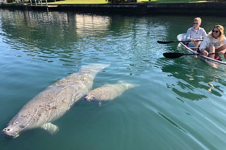 Clear Kayak Tours at Crystal River: Three Sisters Springs & Manatee Season