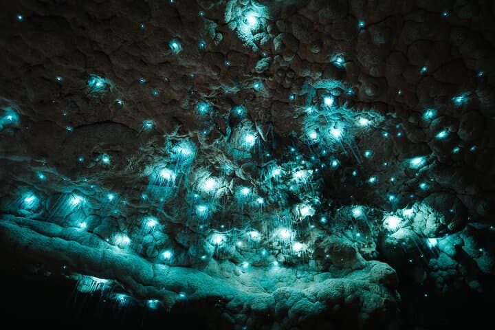 Milkyway Glowworm Cave Tour from Auckland — Northland Day Trip