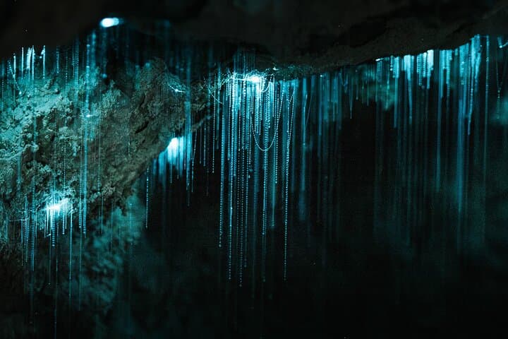 Milkyway Glowworm Cave Tour from Auckland — Northland Day Trip photo 2