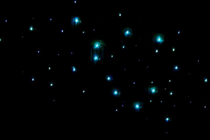 Milkyway Glowworm Cave Tour from Auckland — Northland Day Trip photo 4