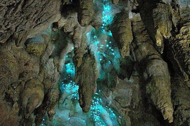 Milkyway Glowworm Cave Tour from Auckland — Northland Day Trip photo 5