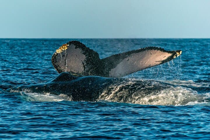 Maui Eco-Raft Turtle Snorkel & Whale Watch — Lahaina Small-Group Tour photo 5