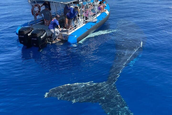 Maui Eco-Raft Turtle Snorkel & Whale Watch — Lahaina Small-Group Tour photo 2