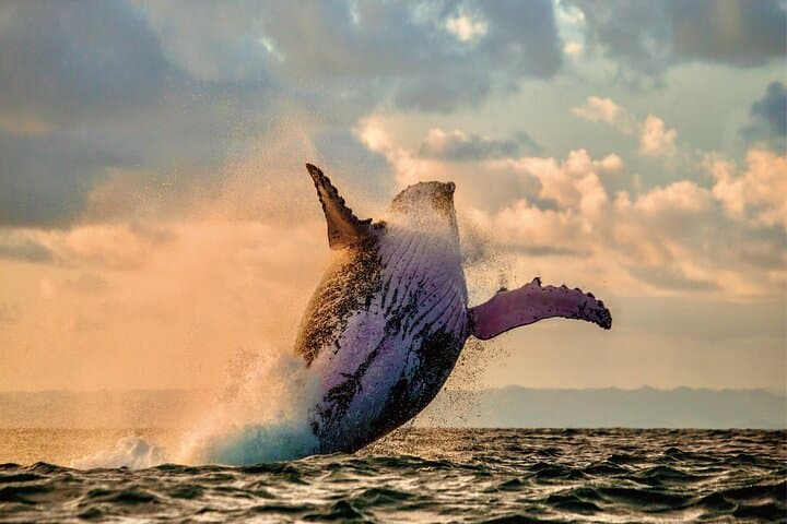 Oahu West Coast Whale Watching and Sunset Catamaran Cruise