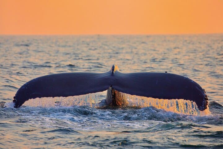 Oahu West Coast Whale Watching and Sunset Catamaran Cruise photo 2