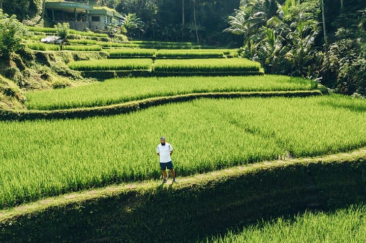 Full-Day Ubud Shore Excursion — Monkey Forest, Rice Terraces & Waterfalls photo 2