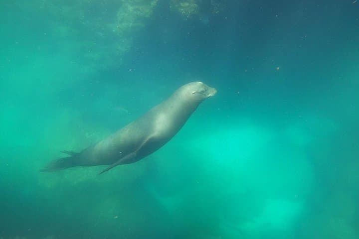 Snorkel with Sea Lions at Isla Espíritu Santo — La Paz Boat Tour photo 3