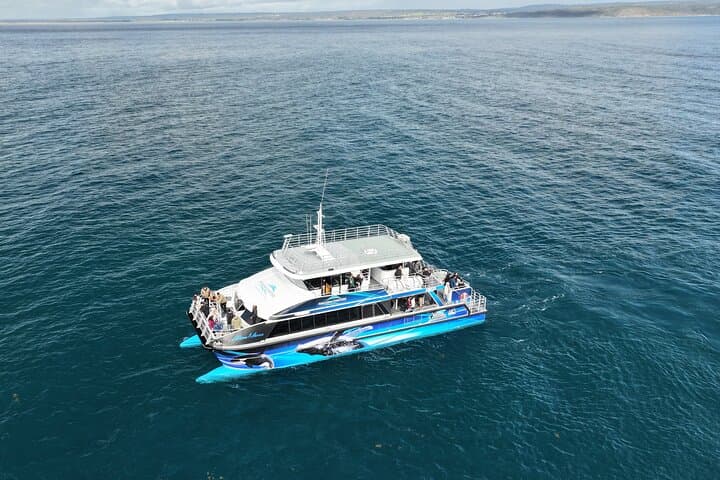 Augusta Whale Watching Eco Tour — Humpback & Southern Right Whale Cruises photo 3