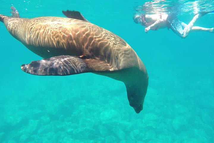 Snorkel with Sea Lions at Isla Espíritu Santo — La Paz Boat Tour photo 1