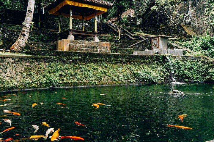 Full-Day Ubud Shore Excursion — Monkey Forest, Rice Terraces & Waterfalls photo 3