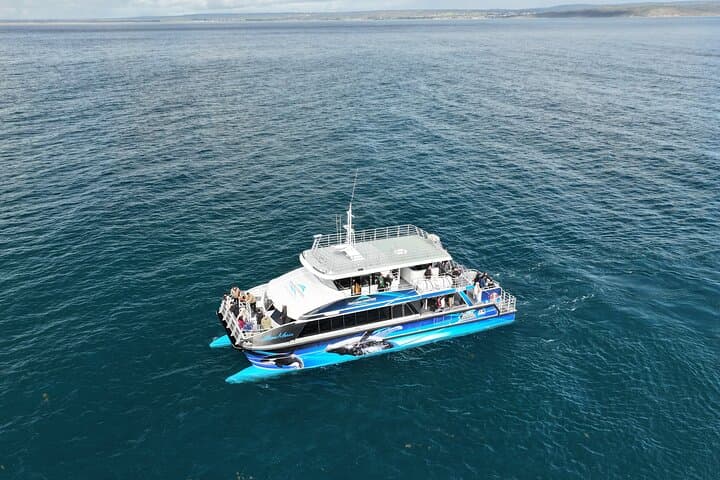 Dunsborough Whale Watching Eco Tour — See Humpbacks, Southern Rights & Rare Blues photo 2