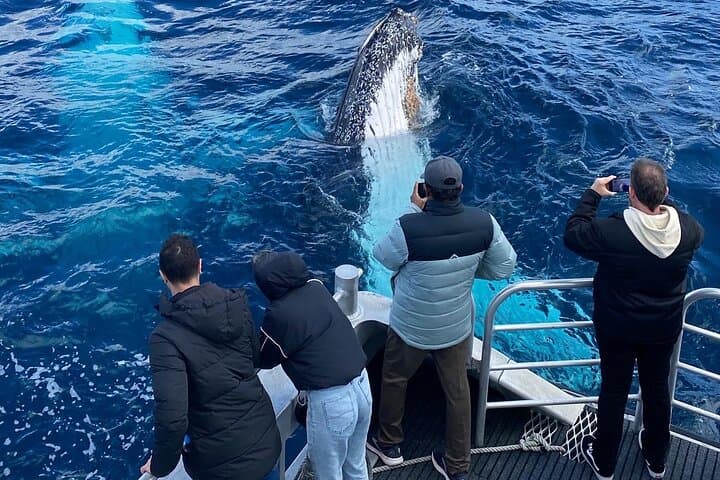 Dunsborough Whale Watching Eco Tour — See Humpbacks, Southern Rights & Rare Blues