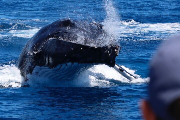 Dunsborough Whale Watching Eco Tour — See Humpbacks, Southern Rights & Rare Blues photo 3