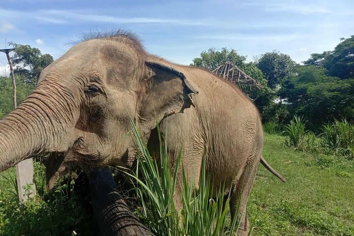 Chiang Mai Combo: Sticky Waterfall Climb & Ethical Elephant Sanctuary Day Tour photo 4