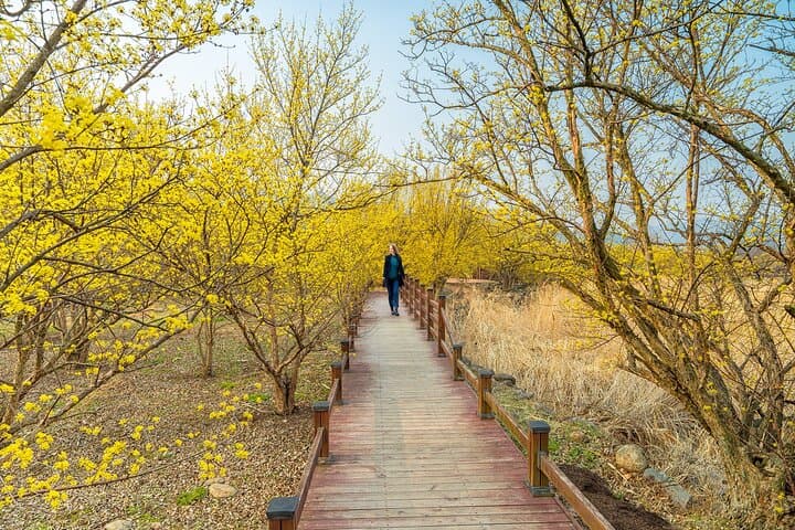 Gwangyang Maehwa and Gurye Sansuyu Spring Festival Day Trip from Busan photo 6