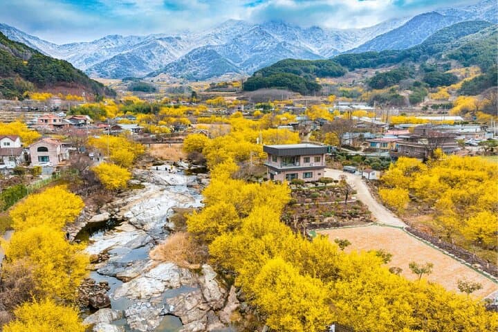 Gwangyang Maehwa and Gurye Sansuyu Spring Festival Day Trip from Busan photo 4