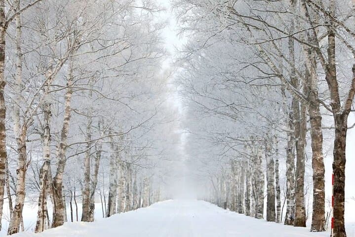 Winter Tokachi Sightseeing Taxi Day Trip from Obihiro — Shikaribetsu Ice Village & Birch Avenues photo 2