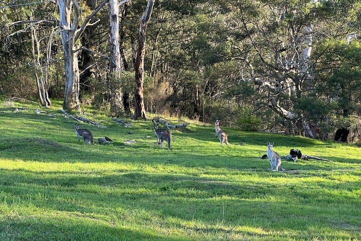 Blue Mountains Private Tour: Jamison Valley Lookouts, Rainforest Walks & Wild Marsupials photo 6