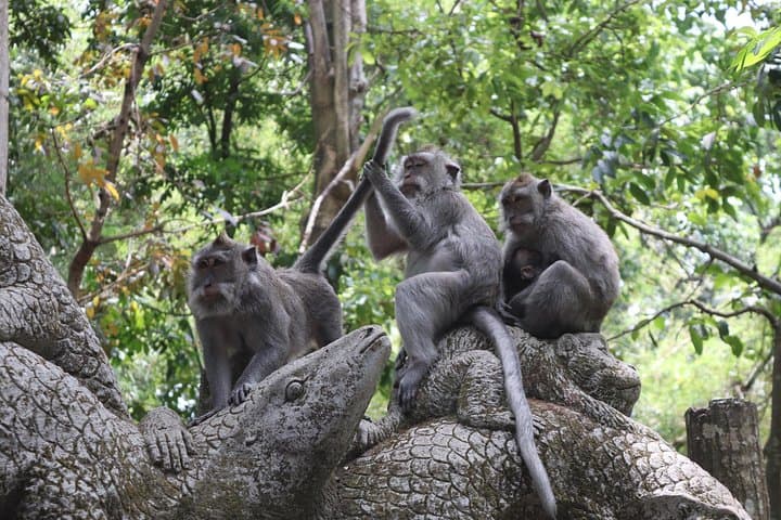 Ubud Full-Day Cultural Tour: Monkey Forest, Tegalalang Rice Terraces & Tirta Empul photo 3