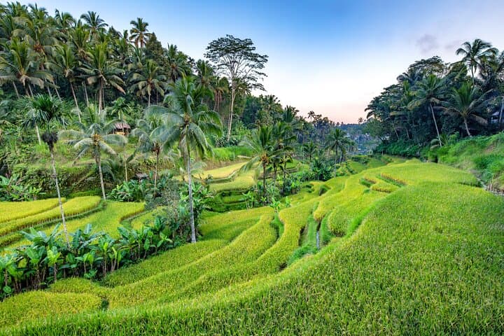 Ubud Full-Day Cultural Tour: Monkey Forest, Tegalalang Rice Terraces & Tirta Empul photo 6