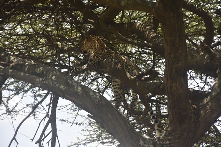 Ngorongoro to Materuni: 2-Day Safari, Waterfall Hike & Chemka Hot Springs
