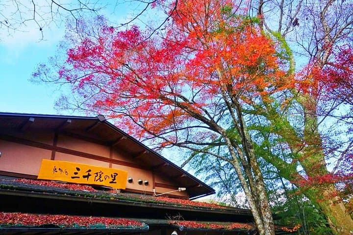 Sanzen-in & Arashiyama Day Trip: Bamboo Grove, Tenryu-ji and Ohara Gardens photo 4