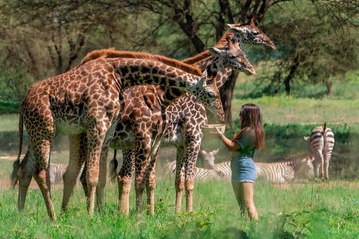 Arusha Serval Wildlife Sanctuary Tour — Hand-Feed Giraffes & Meet Servals photo 2
