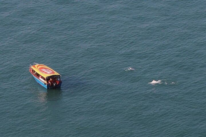 Lantau Cable Car & Tai O: Ngong Ping Buddha, Boat Cruise & Dolphin Watching photo 3