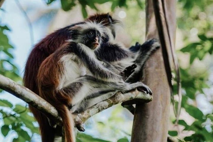 Jozani Forest Red Colobus Walk and The Rock Restaurant Lunch — Half-Day Zanzibar Tour photo 3
