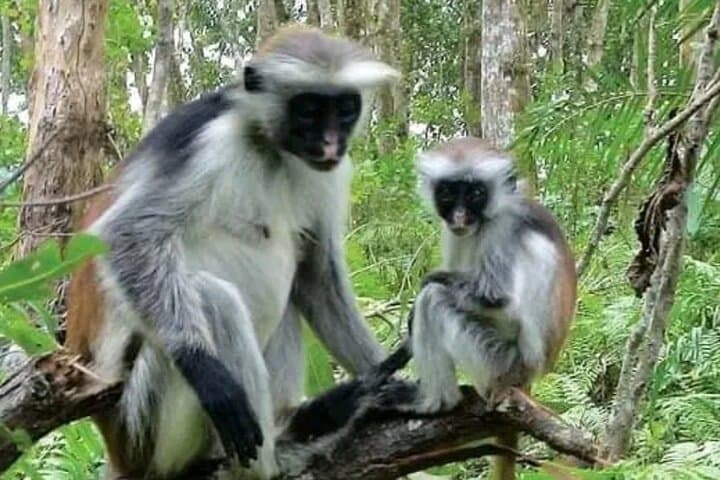 Jozani Forest Reserve Half-Day Guided Tour — See Zanzibar’s Red Colobus Up Close