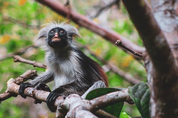 Jozani Forest Reserve Half-Day Guided Tour — See Zanzibar’s Red Colobus Up Close photo 2
