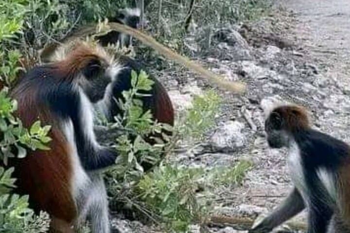Jozani Forest Reserve Half-Day Guided Tour — See Zanzibar’s Red Colobus Up Close photo 3